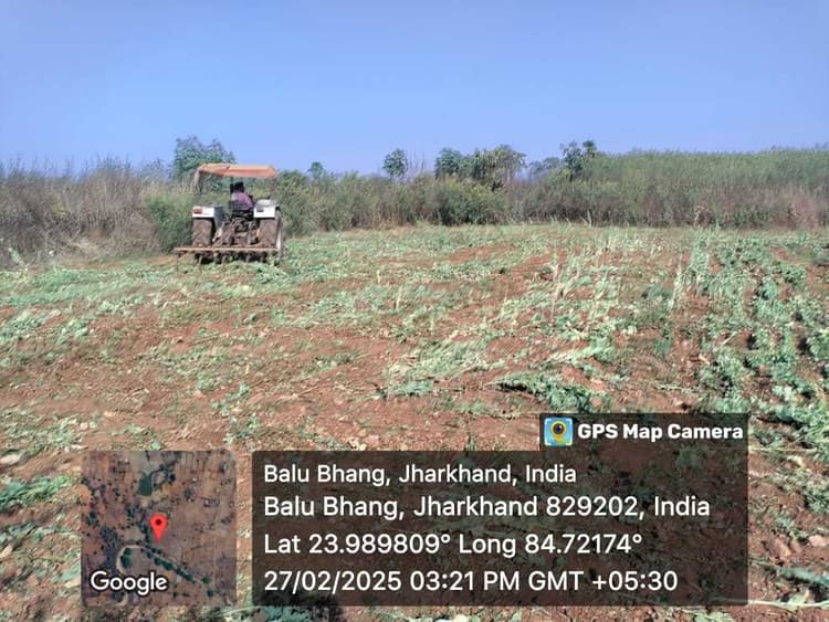 पुलिस ने पोस्ते की खेती को किया नष्ट