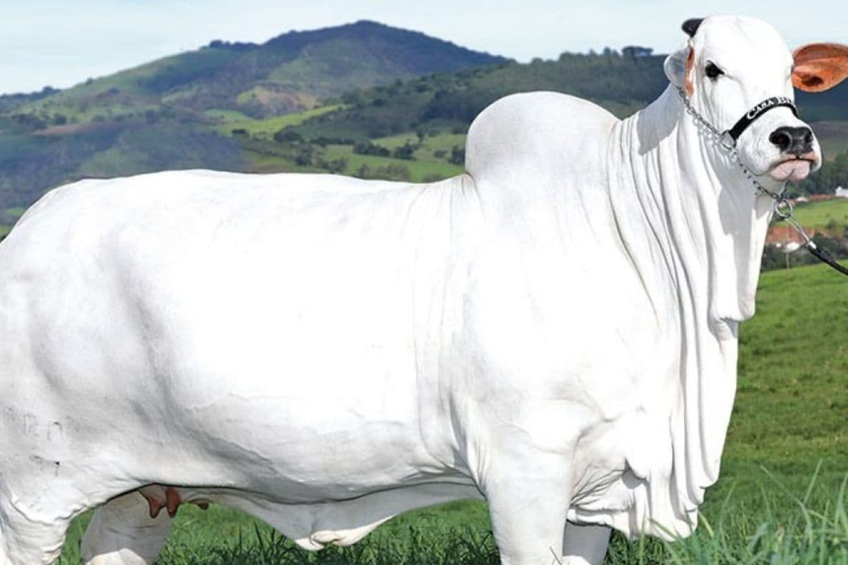 Cow: 40 करोड़ में बिकी गाय, जानिए क्या है खास?