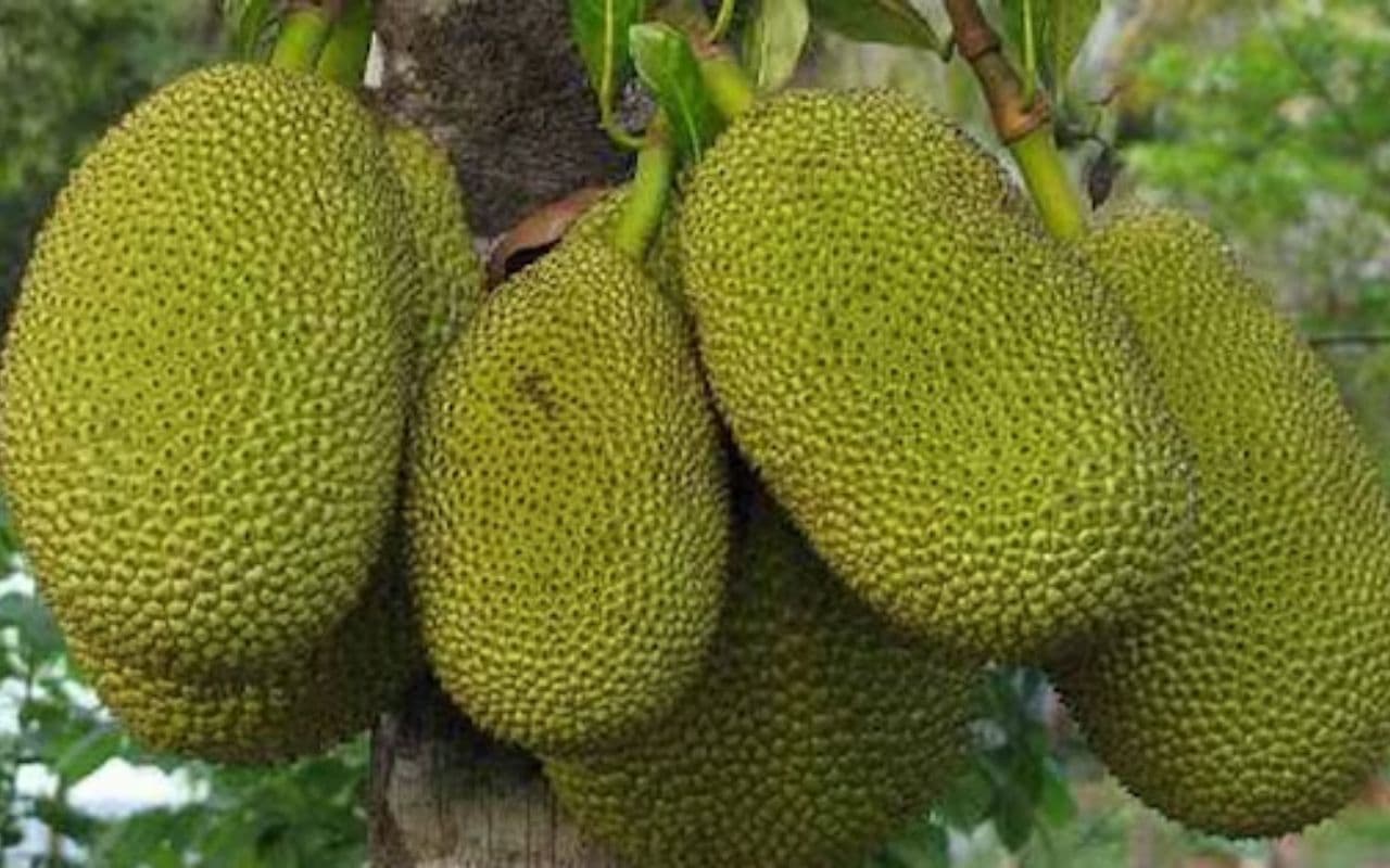 Bihar News: होली में ओडिशा और बंगाल का कटहल बढ़ायेगा जायका, शाकाहारियों के लिए बाहर से मंगाया गया कटहल