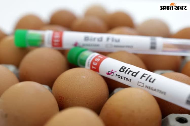 Bird Flu: बर्ड फ्लू के कारण बिहार के स्कूलों से जुड़ा बड़ा फैसला आया, अभी इस चीज पर पूरी तरह रहेगी रोक...
