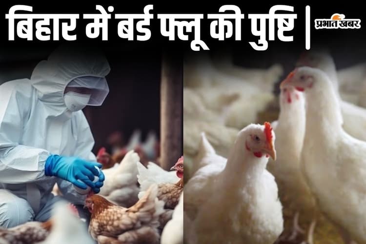 बिहार में बर्ड फ्लू फैला, मुर्गा-मुर्गियों को मारने का फरमान जारी, चिकन दुकानों को किया जाएगा सील!