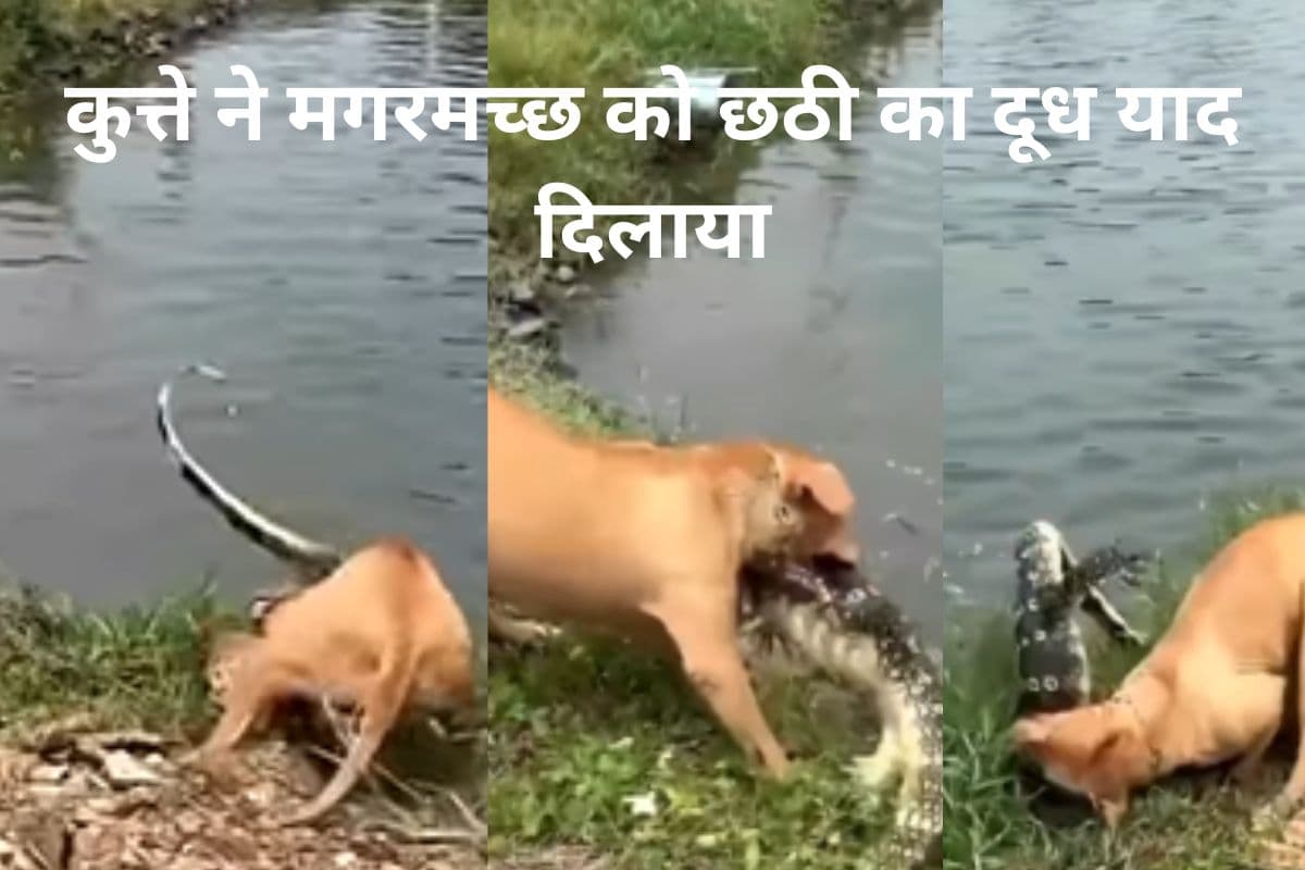 Viral Video: कुत्ते से पंगा लेना मगरमच्छ को पड़ा भारी, पानी में घुसकर ऐसे दबोचा की याद आ गई नानी, देखें वीडियो