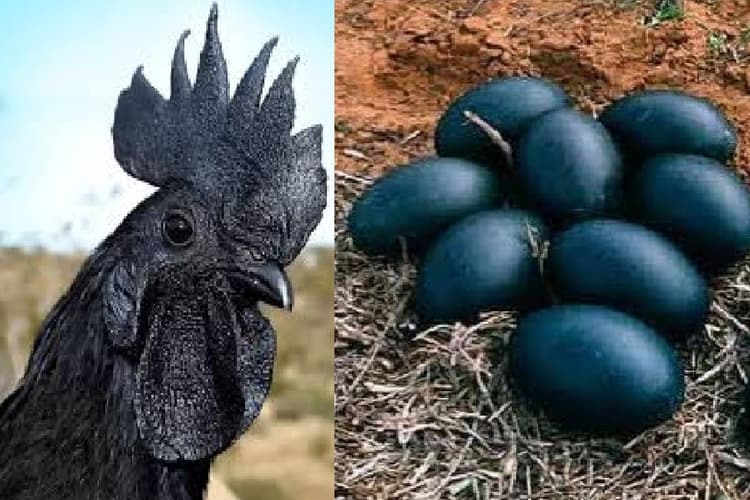 मुर्गी महंगी या मुर्गी का अंडा महंगा?