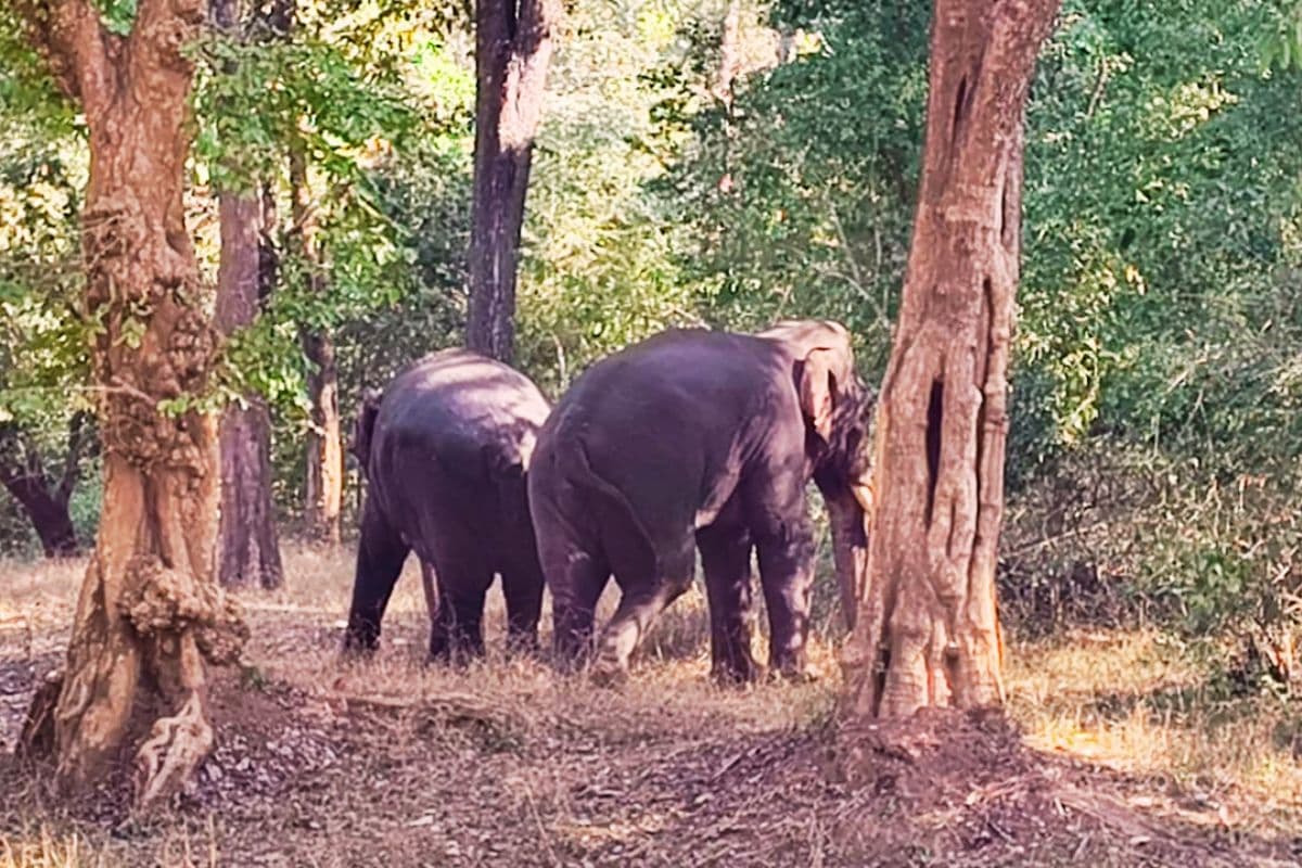 Video: टाइगर रिजर्व में हिंसक हुए हाथी, 2 घंटे तक लड़ते रहे 2 टस्कर, एक की मौत