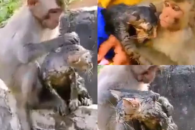 Viral Video: बंदर की समझदारी ने बचाई बिल्ली की जान, सोशल मीडिया पर वीडियो वायरल