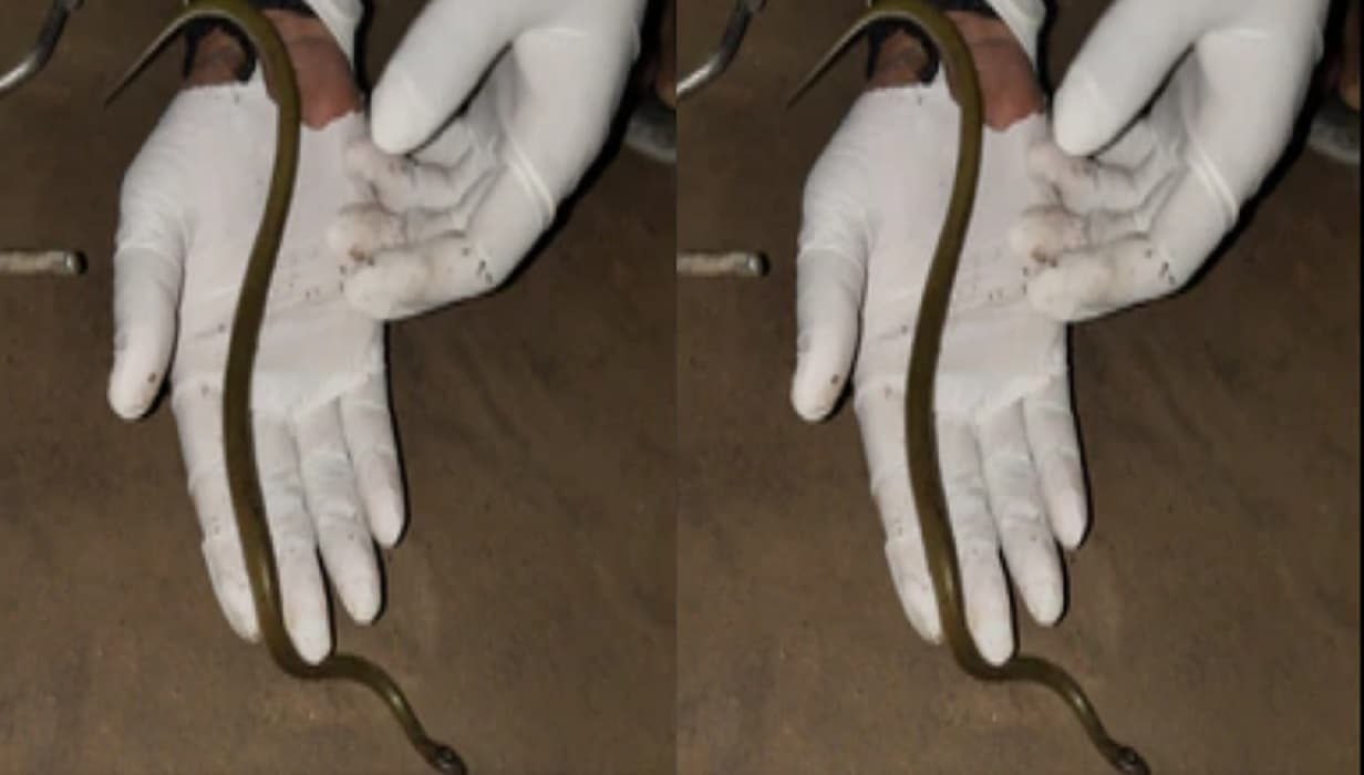 Snake in VTR: चंपारण के वीटीआर में दिखा एक और दुर्लभ सांप, विषैला नहीं होता येलो स्पेकल्ड वुल्फ स्नेक