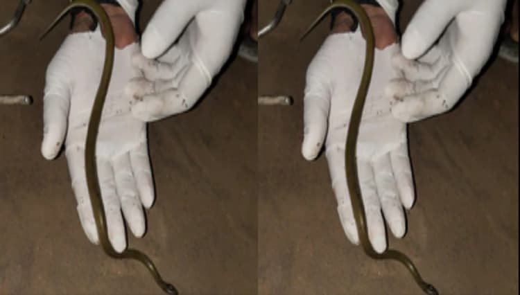Snake in VTR: चंपारण के वीटीआर में दिखा एक और दुर्लभ सांप, विषैला नहीं होता येलो स्पेकल्ड वुल्फ स्नेक