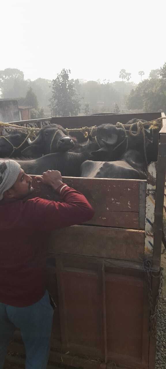 एसपीसीए विभाग की टीम ने मवेशी लदे पिकअप वैन किया जब्त