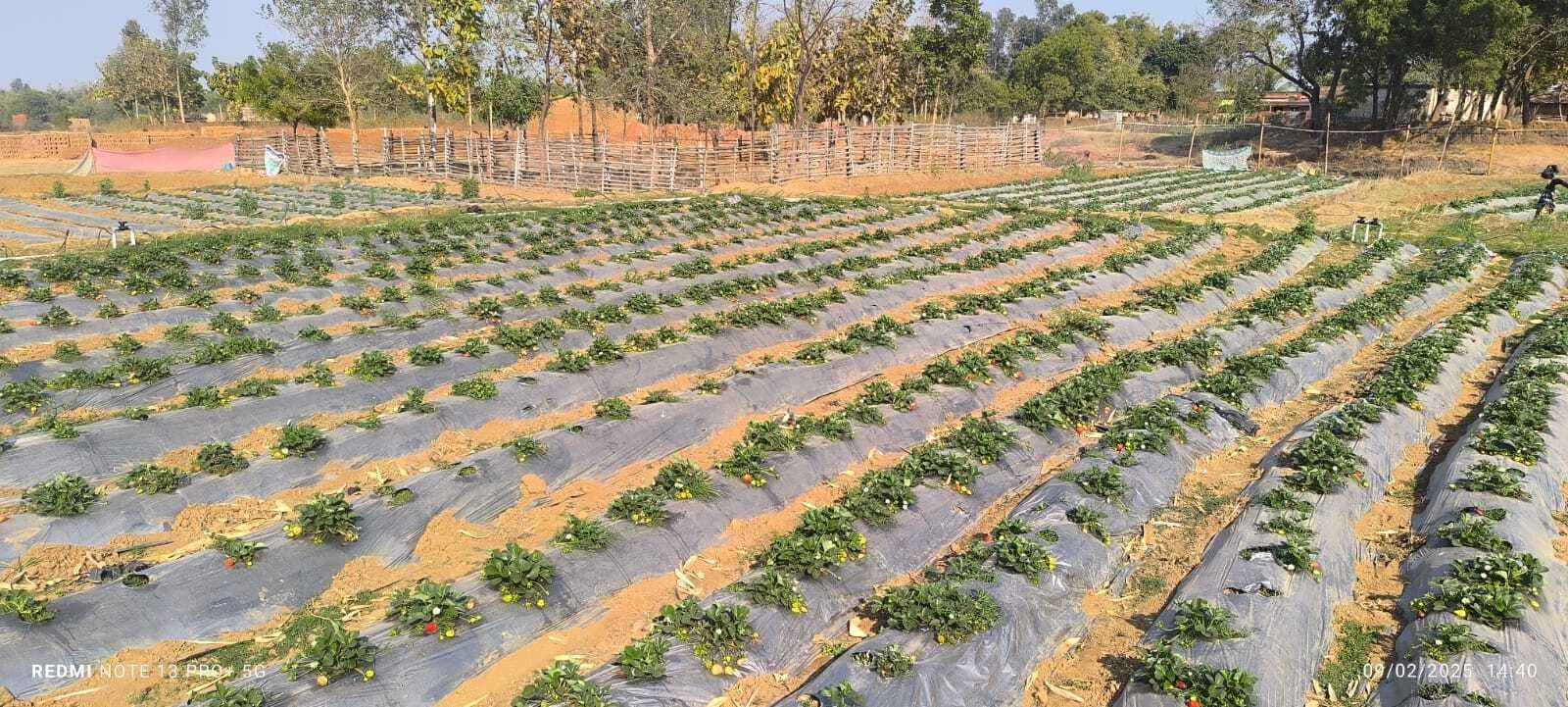 स्ट्रॉबेरी की खेती कर किसान हो रहे आत्मनिर्भर