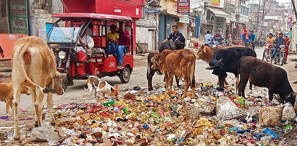Chapra News : नगर में आवारा पशुओं का आतंक, सड़कों पर चलना जोखिम भरा