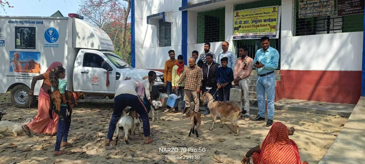 बकरियों को पीपीआर से बचाव को ले लगा टीका, 11 मार्च तक चलेगा अभियान
