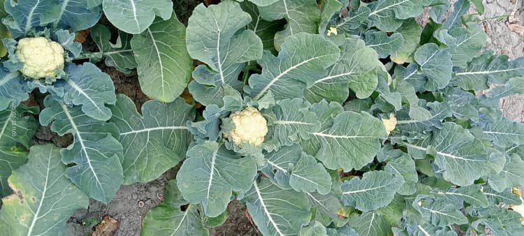 Samastipur News: Use of AI in farming: एआई करेगा किसानों को कीट प्रबंधन में मदद, एनपीएसएस एप का करेंगे उपयोग