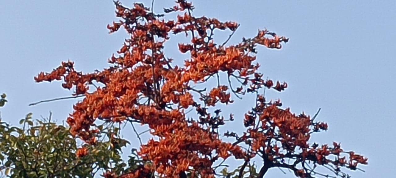 चरही के जंगलाें में खूबसरती बिखेर रहे हैं पलाश के फूल