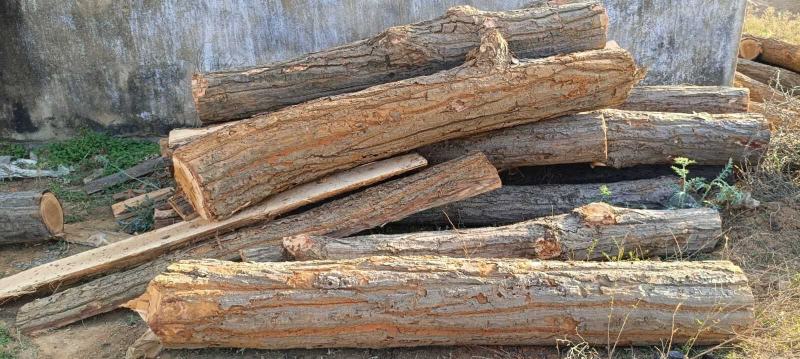 मतकोमा जंगल में छापा, सखुआ का बोटा जब्त