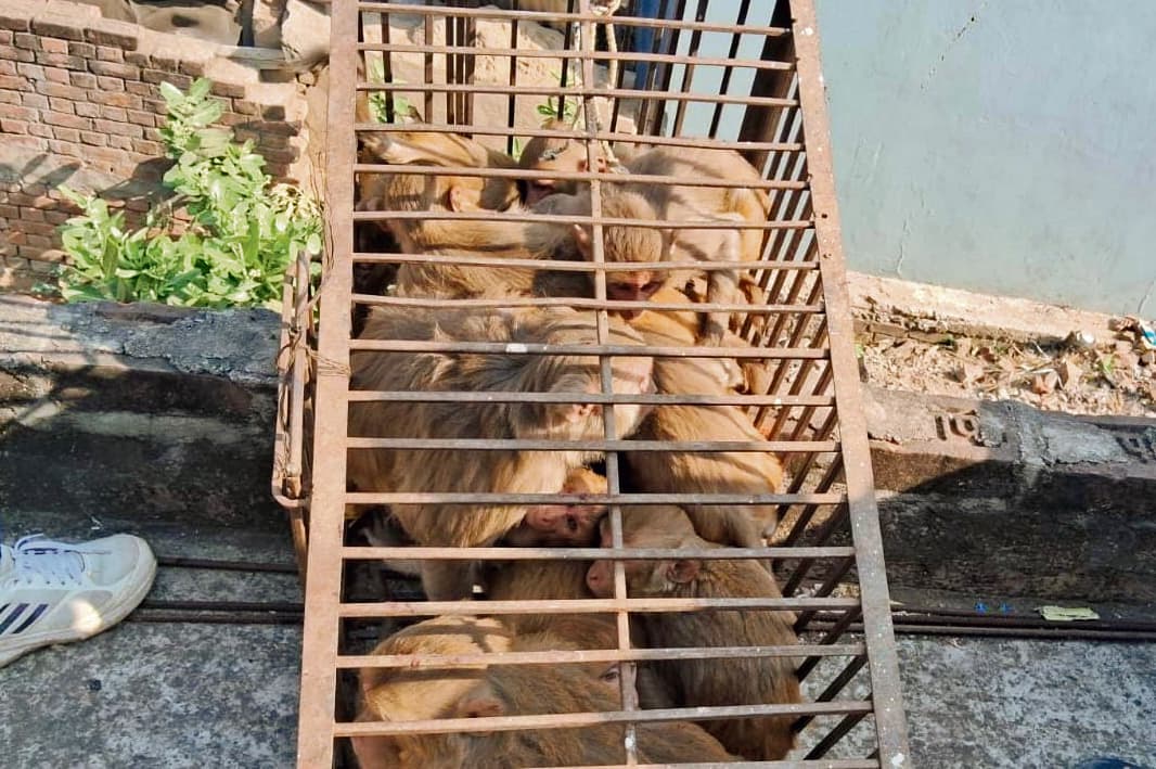 Buxar News: नप क्षेत्र के लोगों को बंदरों के आतंक से मिलेगी मुक्ति