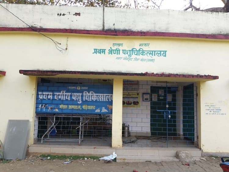 एक पशु चिकित्सक के भरोसे लाखों मवेशियों के इलाज का भार