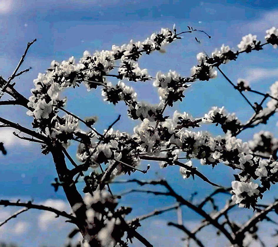 पुरुलिया में सफेद पलाश के फूलों की बहार