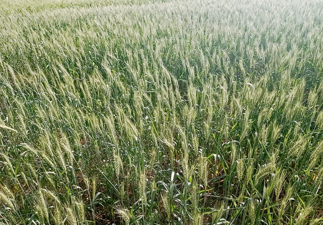 Chapra News : तेज पछुआ हवा चलने से मक्के व गेहूं की फसलों को नुकसान, किसानों की मुश्किलें बढ़ी