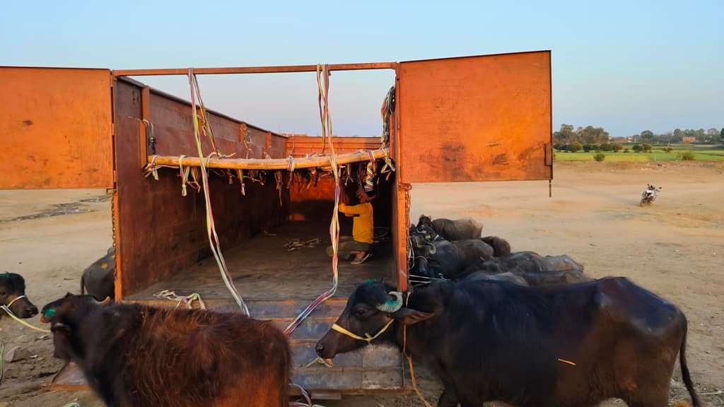 प्रभात पड़ताल - डहुआ गांव से अंतरराष्ट्रीय स्तर पर पशुओं की हो रही अवैध तस्करी