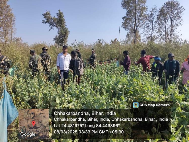 कचनार व पिछुलिया के जंगलों में सात एकड़ में लगी अफीम की फसल की गयी नष्ट