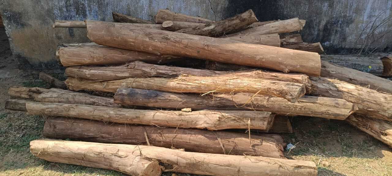 जंगल में काटकर रखे गये सखुआ के 35 बोटा जब्त