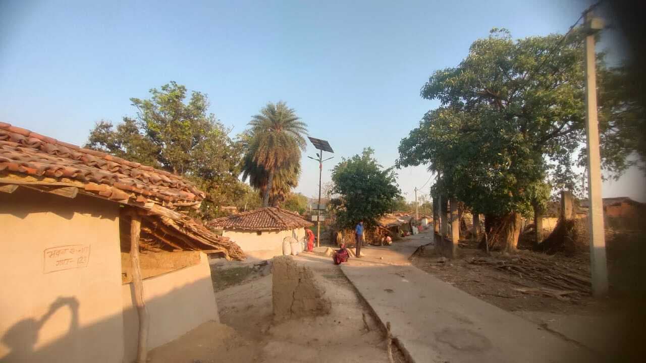 होली में वनस्पतियों की पूजा करते हैं आदिवासी समुदाय के लोग