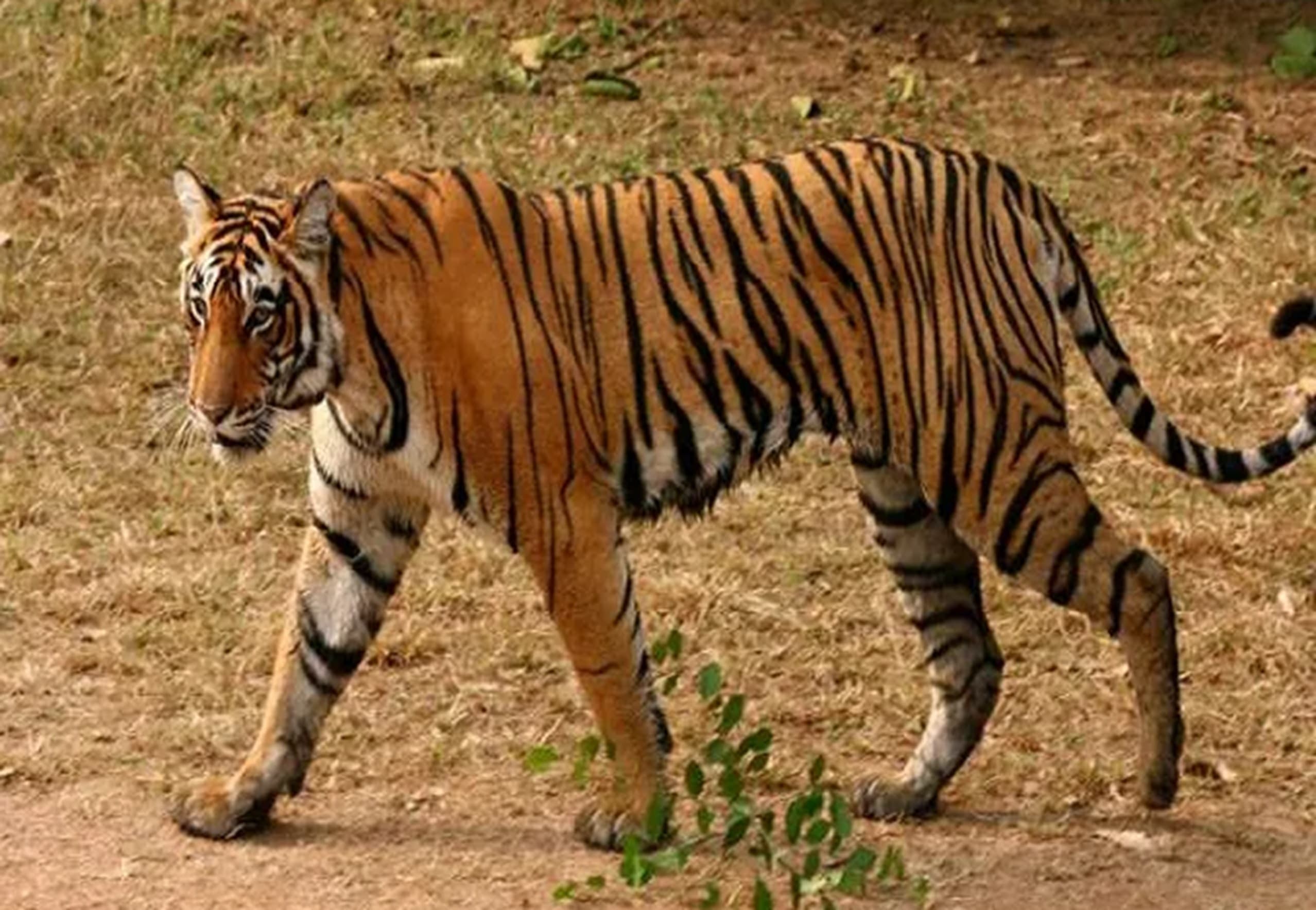 Jamshedpur News : दलमा में बाघ का आतंक, गौशाला के बैल को बनाया शिकार