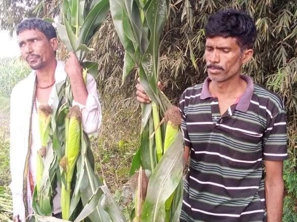 परोरा में फसल बचाने के लिए किसानों ने पुलिस को दिया आवेदन