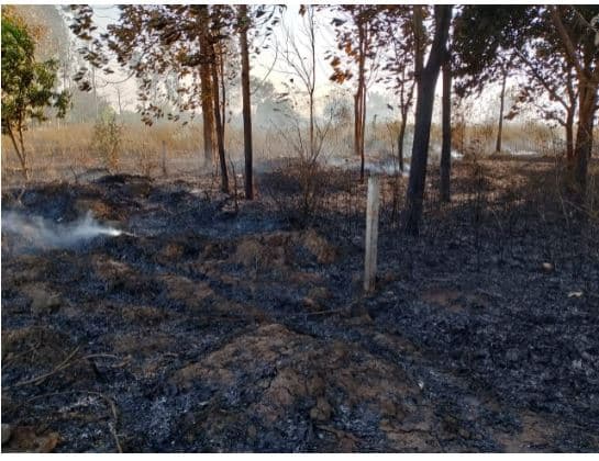 अगलगी में तीन एकड़ में लगी अरहर की फसल जलाकर राख