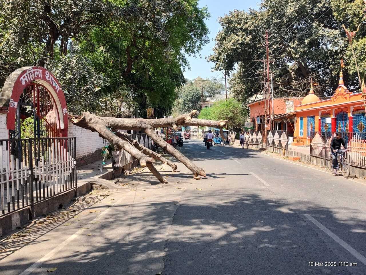 महिला थाना के सामने चार दिनों से गिरा है पेड़, प्रशासन बेखबर