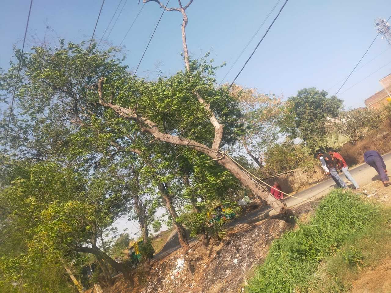 हाइवोल्टेज तार पर पेड़ गिरने से पांच घंटे तक गुल रही बिजली