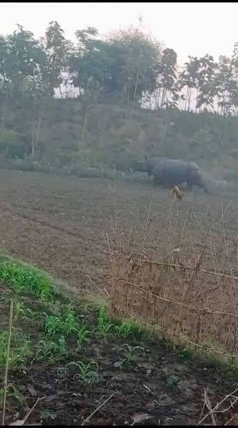 कुत्ते को भौंकने से बची जान, किसान को छोड़ भागा गैंडा