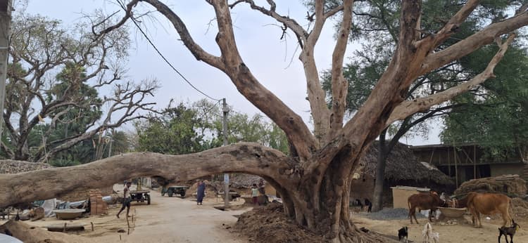 धनाय गांव में पीपल पेड़ की टहनी गिरने से आवागमन बाधित