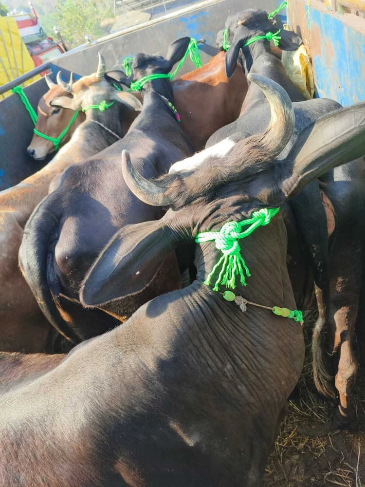 Giridih News :छह मवेशियों से लदा वाहन पकड़ाया