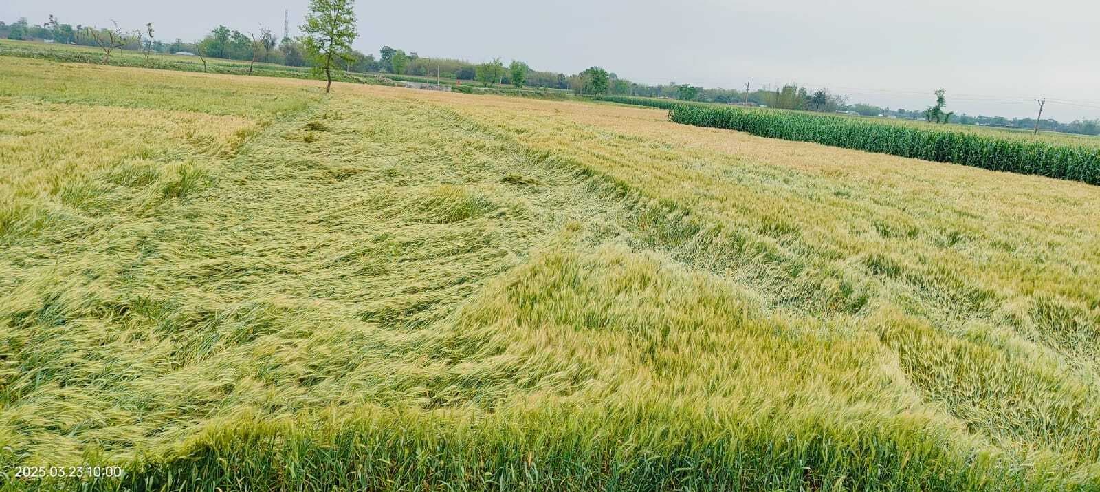 बेमौसम बारिश से रबी फसल को हुआ नुकसान