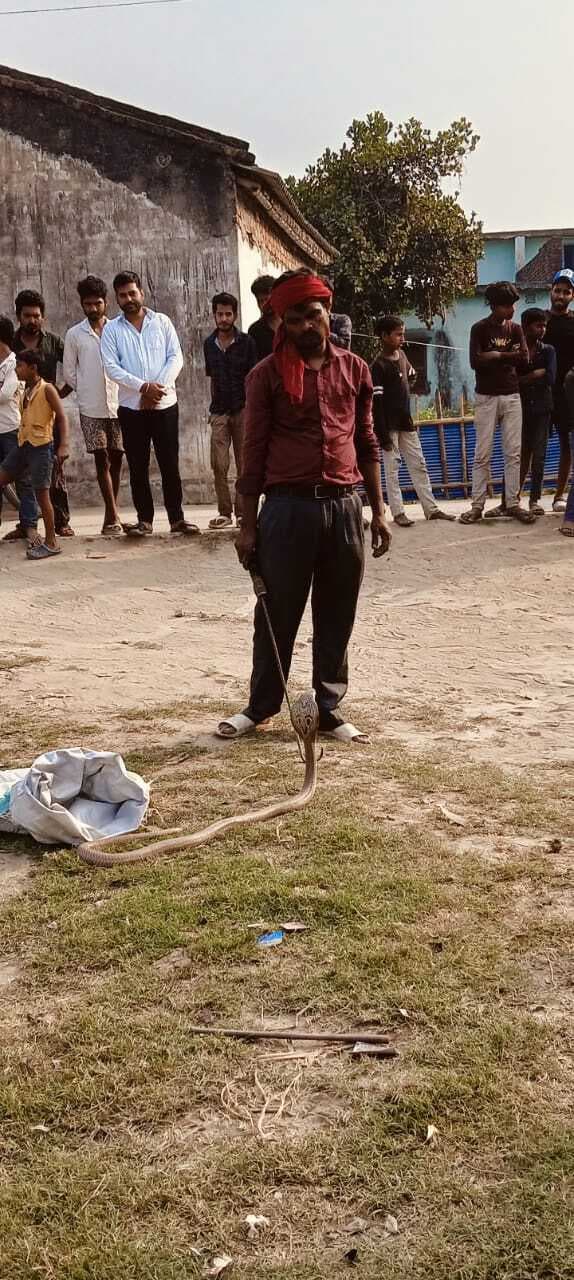 आनंद विहार मुहल्ले से कोबरा सांप का किया रेस्क्यू