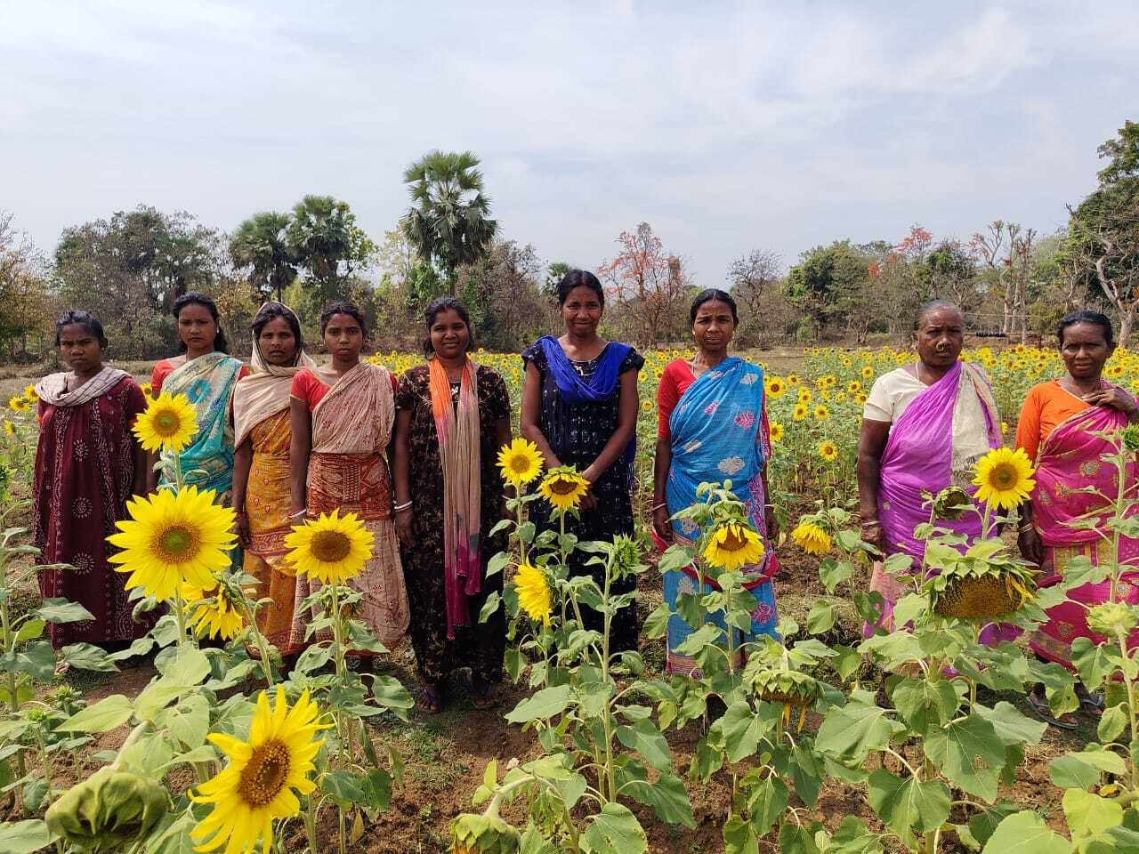 अनीता हेंब्रम तीन एकड़ में सूर्यमुखी की खेती कर बन रहीं आत्मनिर्भर