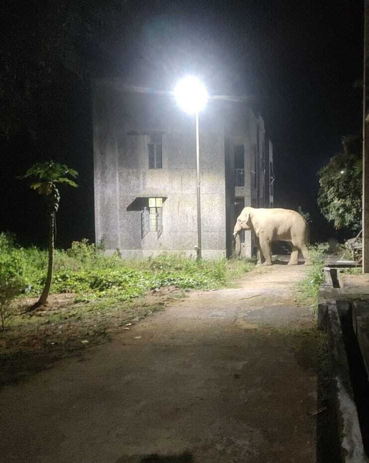 East Singhbhum News : बरसोल में हाथियों ने चार एकड़ में धान की फसल रौंदी, किसानों में आक्रोश