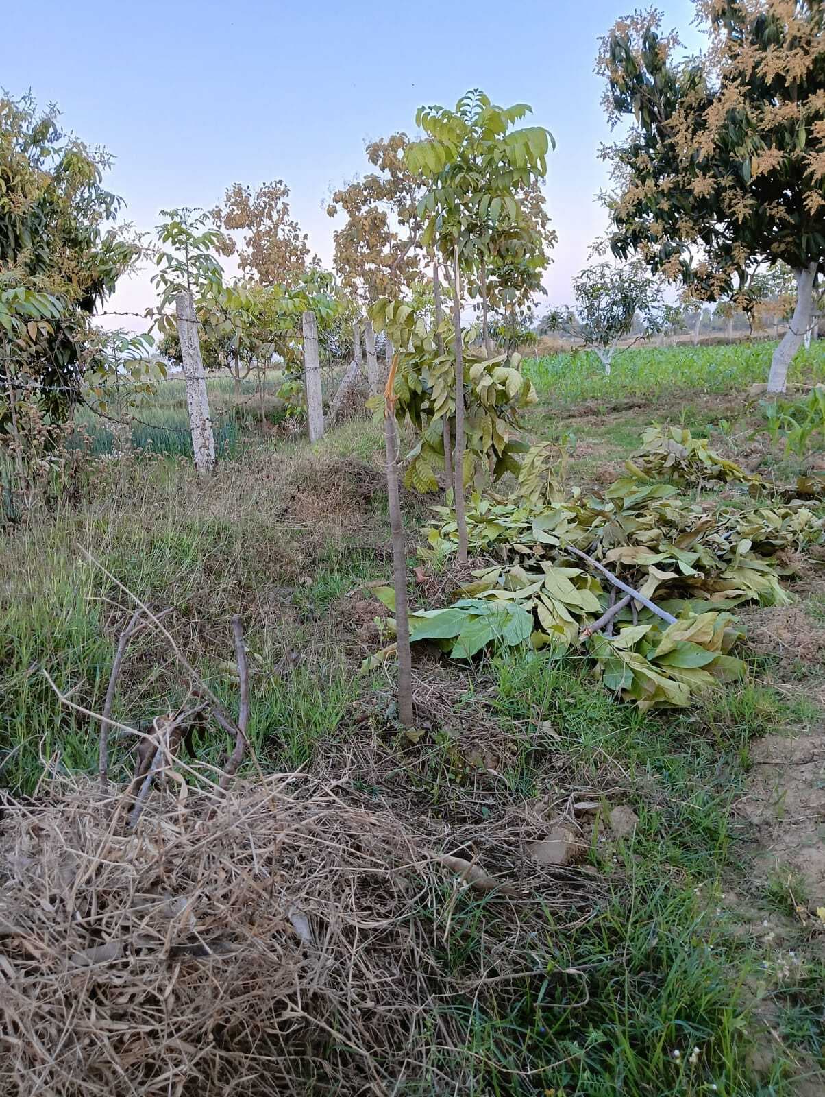 हरा पेड़ काटने के मामले में दो युवक के विरुद्ध मामला दर्ज.