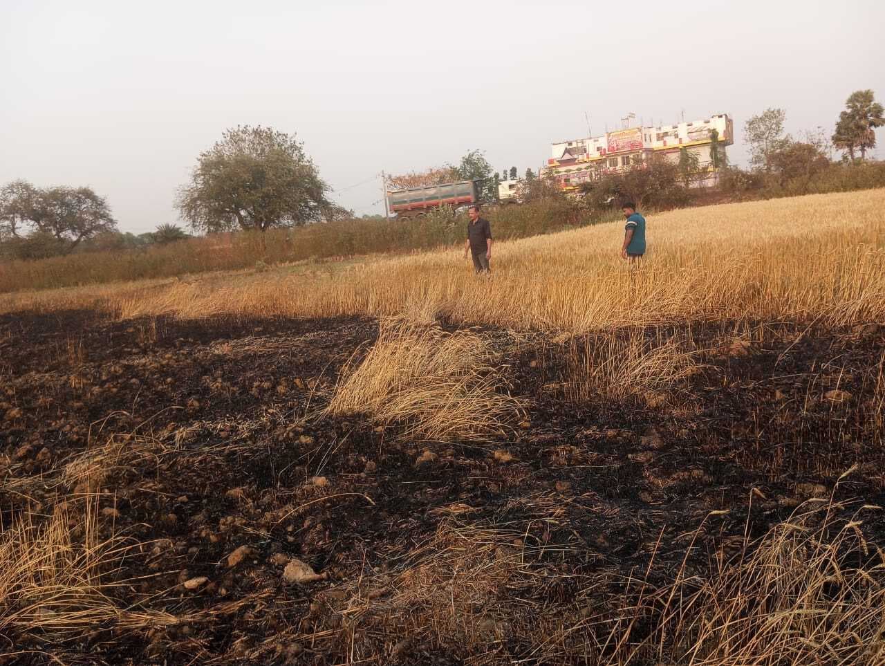 बिजली के शॉर्ट सर्किट से गेहूं का फसल जलकर हुआ राख