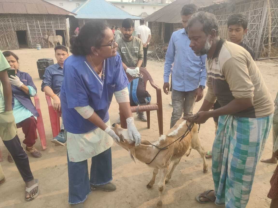 पशु चिकित्सा शिविर में 153 पशुओं का इलाज