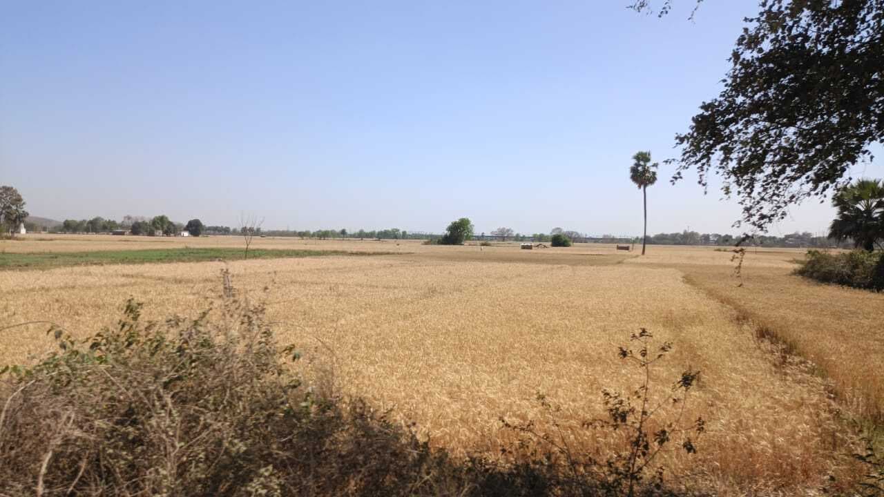 एक अप्रैल से गेहूं की खरीदारी होगी शुरू, जिले में 2544 एमटी गेहूं खरीद का है लक्ष्य