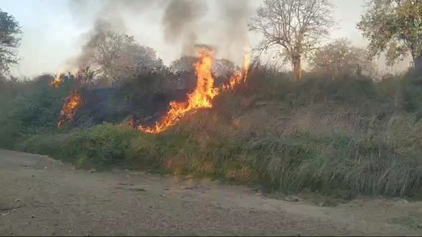 सगदाहा परसवणी में लगी आग, सागवान के चार सौ पेड़ जले