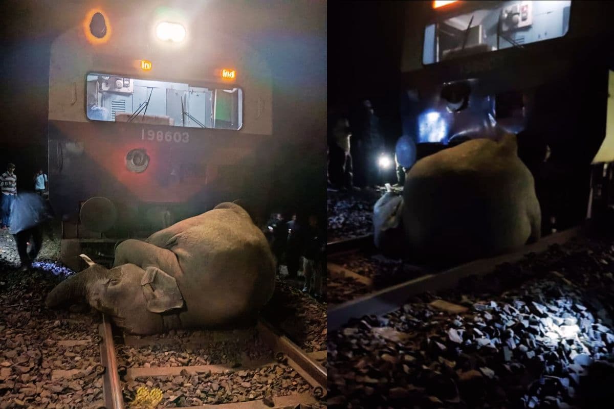 indian railways news elephant dead after being hit by train indian railways news elephant dead after being hit by train