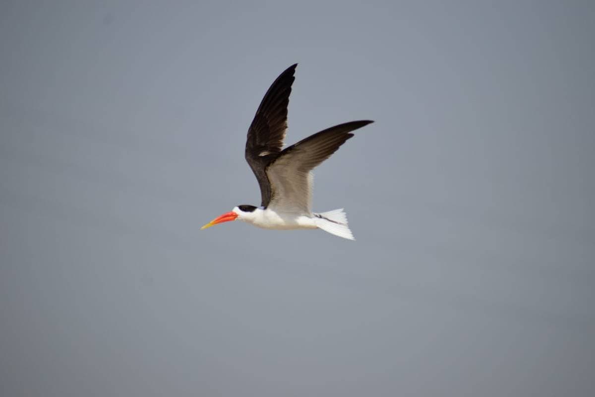 Mahakumbh 2025 : इंडियन स्कीमर अंडों को छुपाते हैं संगम की रेत में, वाइल्डलाइफ की टीम अलर्ट