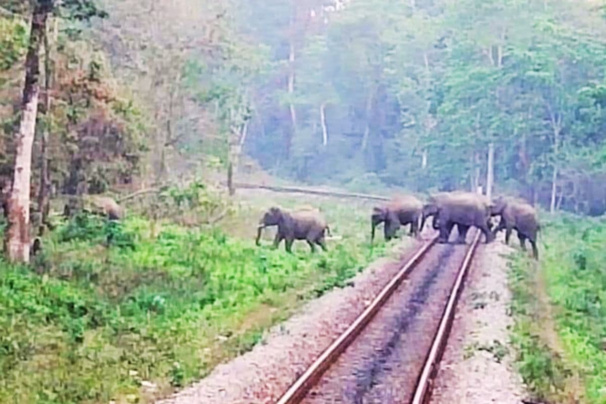 jharkhand news elephant ai indian railways news jharkhand news elephant ai indian railways news