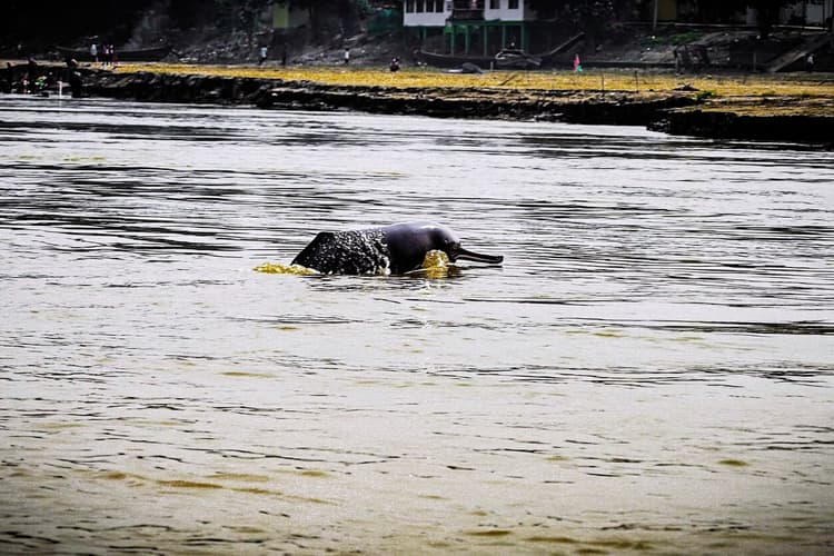 Project Dolphin: साहिबगंज में गंगा में हैं 162 डॉल्फिन, देश में 5वें स्थान पर झारखंड