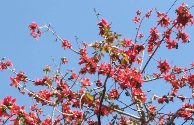 Holi Color: होली में अब नहीं चलेगी ना-नुकुर, टेसू के रंग में रंगेंगे आप