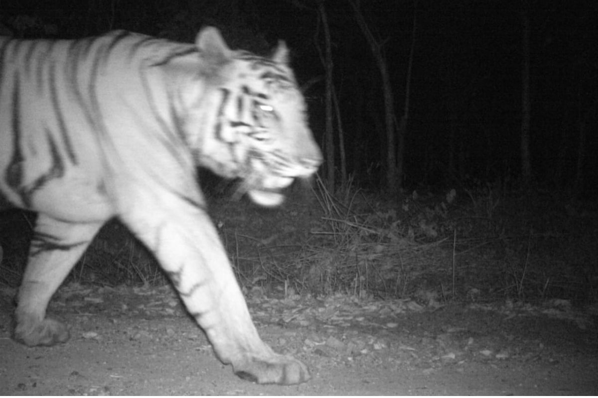 सावधान! झारखंड में यहां प्यास बुझाने उतरा है बाघ, भूलकर भी नहीं जाएं जंगल