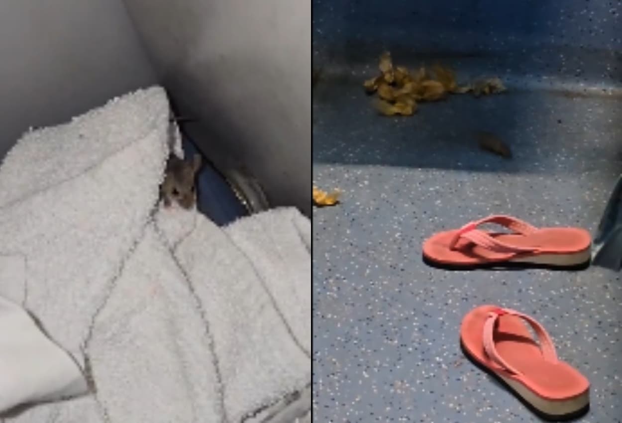 Video Of Train Goes Viral: ट्रेन में चूहों का तांडव, वीडियो देख हैरत में आ जाएंगे आप